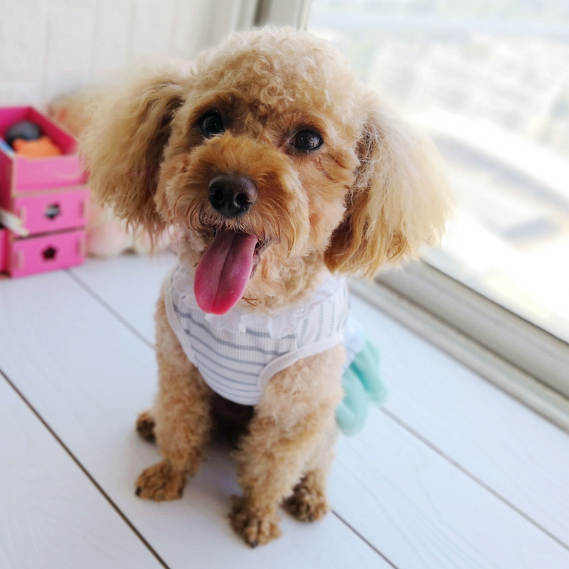 강아지용 반려동물 드레스, 작은 작은 핑크 그린 블루  - Baby Clothing Sale 리뷰 및 가격